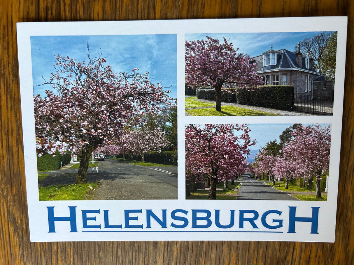 Helensburgh Cherry Blossom Postcard