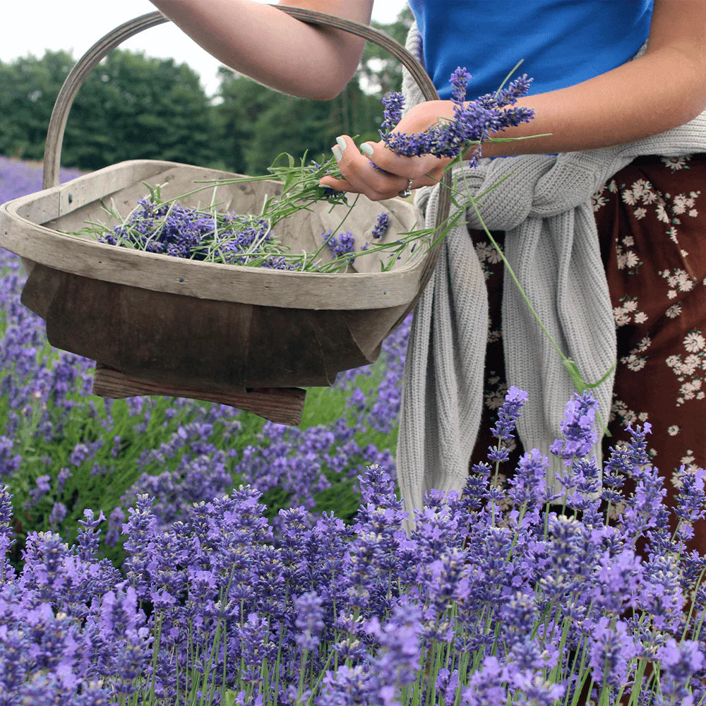 Scottish Lavender Eau De Parfum 50ml