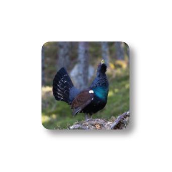 Capercaillie Coaster