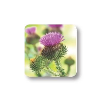 Thistle Coaster