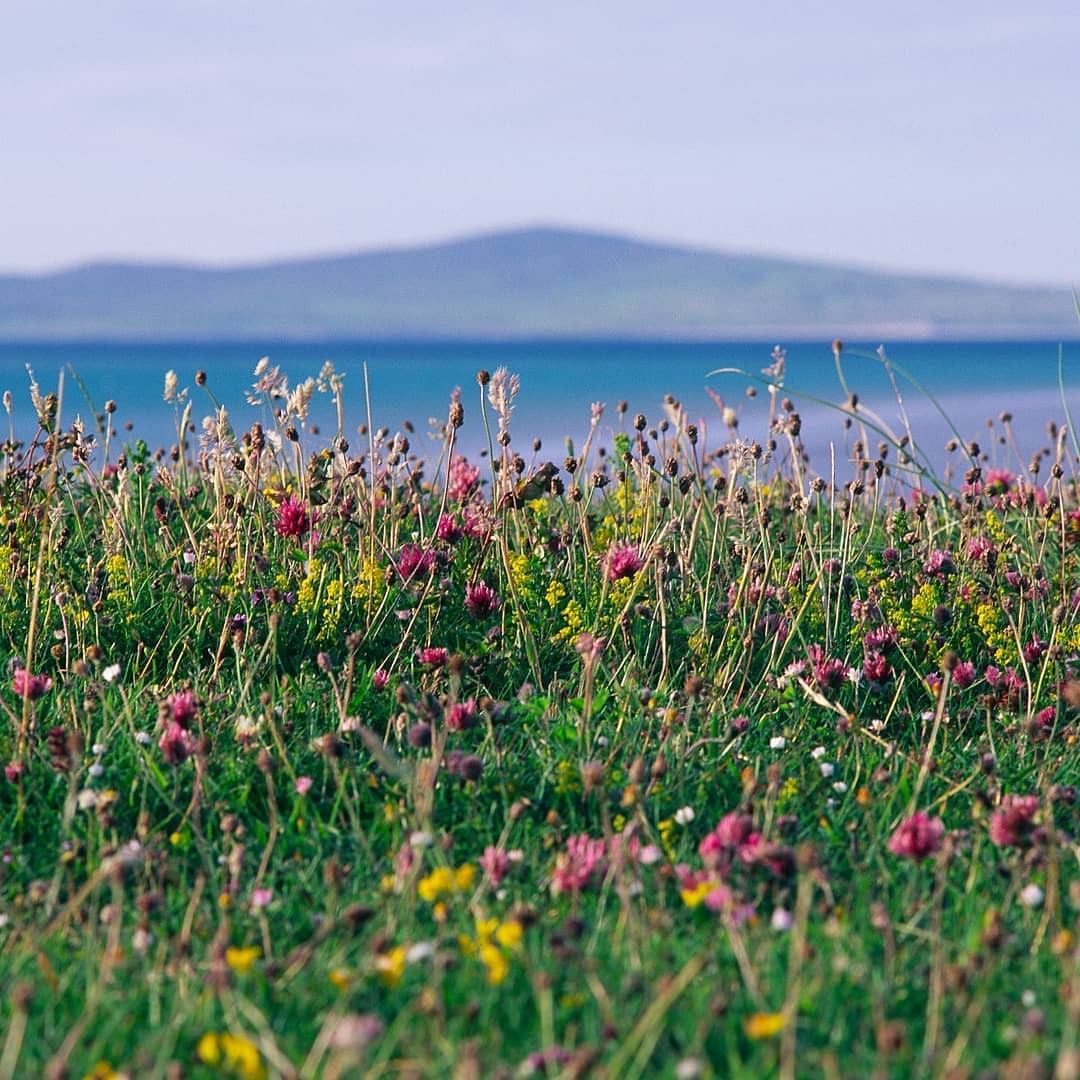 Machair Flowers Travel Container Candle (40hr)