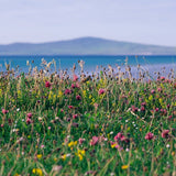 Machair Flowers Travel Container Candle (40hr)