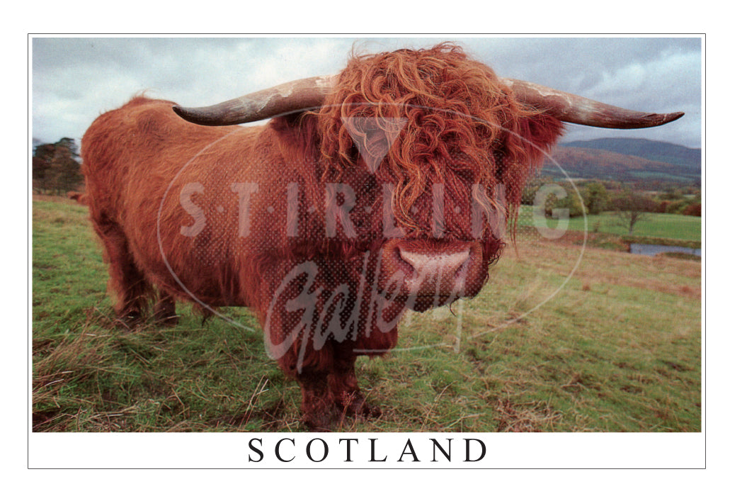 PC SG Highland Bull (H)(Net)