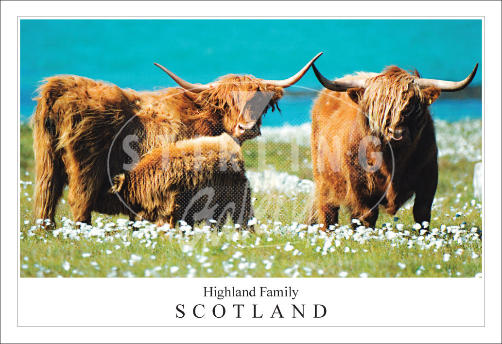 PC SG Highland Family - Scotland, Highland Cow (H)(Net)