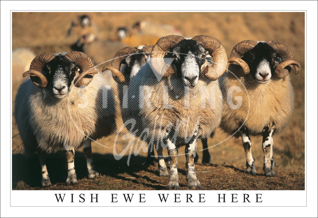 PC SG Wish Ewe Were Here, Blackface Rams (H)(Net)