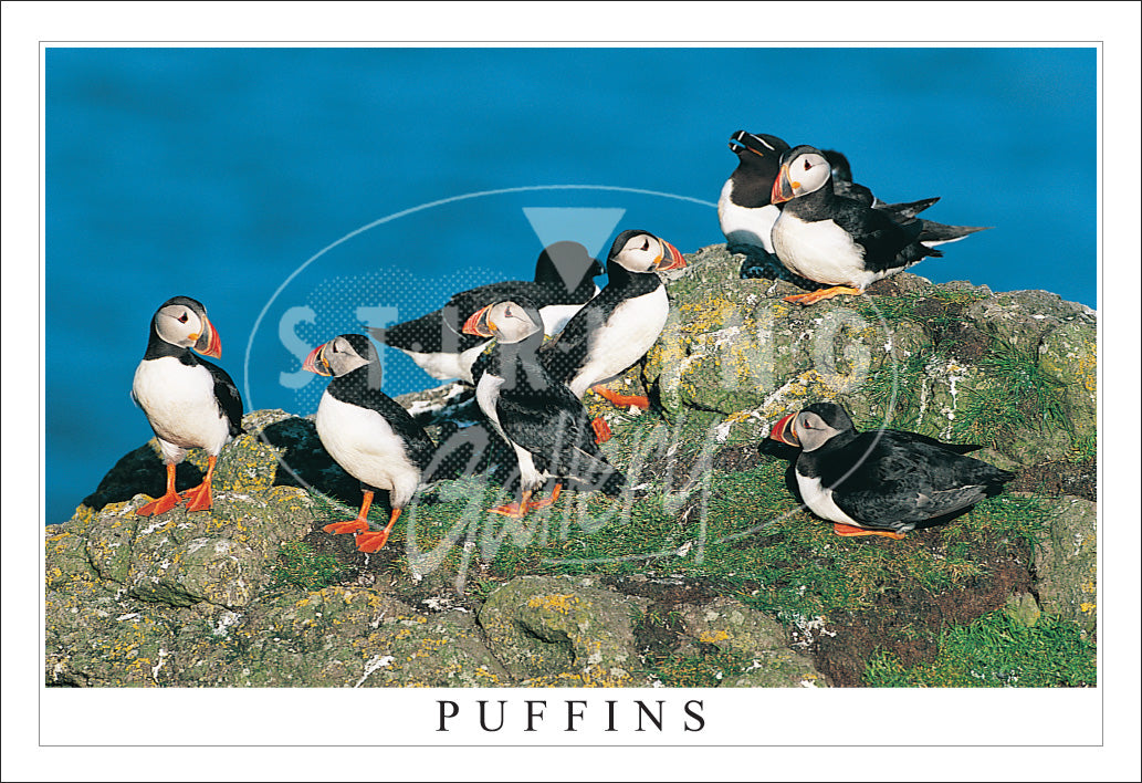 PC SG Puffins, Treshnish  (H)(Net)