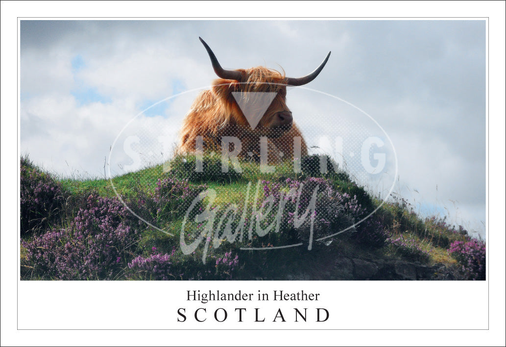 PC SG Highlander in Heather - Scotland (H)(Net)