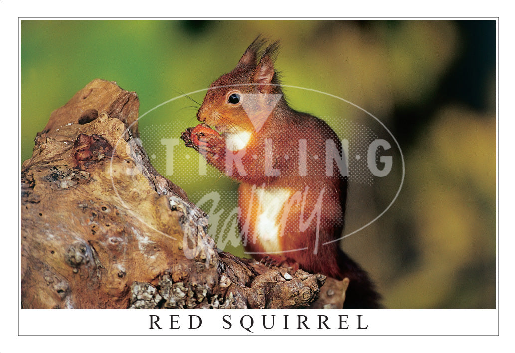 PC SG Red Squirrel, eating Hazelnut (H)(Net)