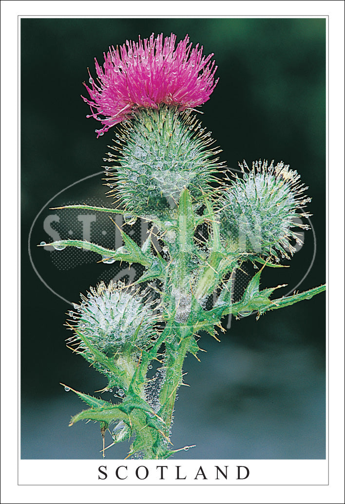 PC SG Dewy Thistle - Scotland (V)(Net)