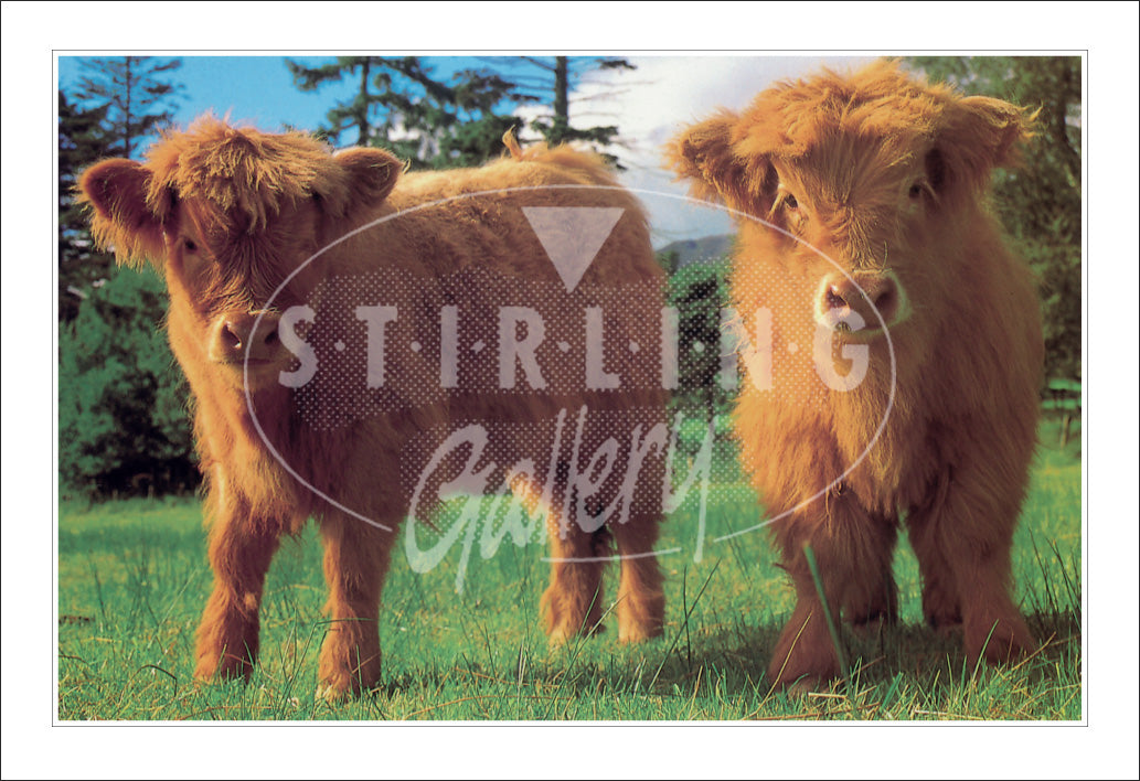 PC SG Highland Calves (H)(Net)