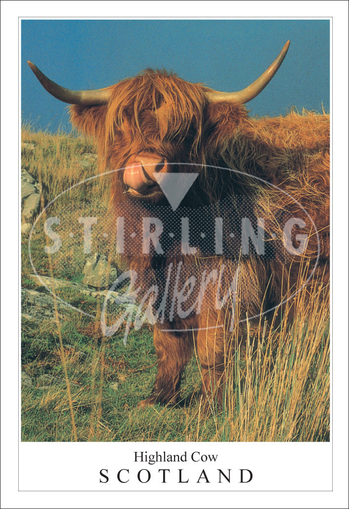 PC SG Highland Cow Tongue - Scotland (V)(Net)