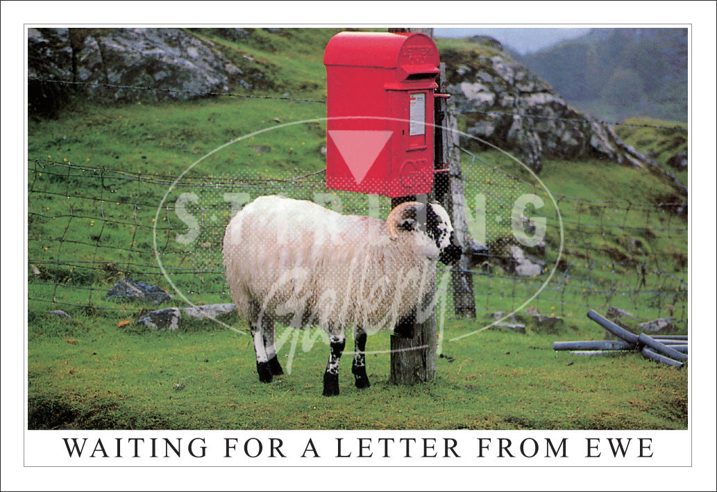 PC SG Waiting For a Letter from Ewe (H)(Net)