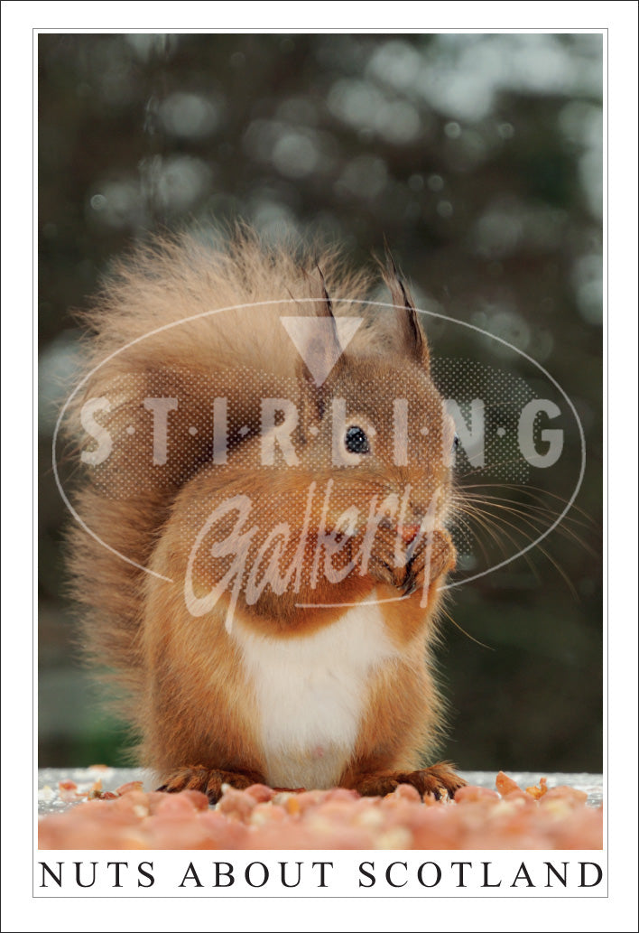 PC SG Nuts about Scotland, Red Squirrel (V)(Net)