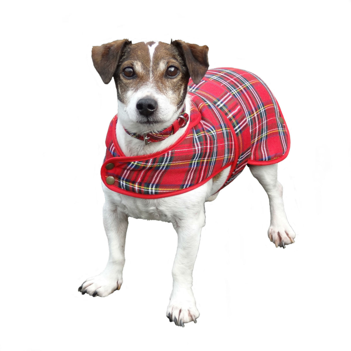 Royal Stewart Dog Coat