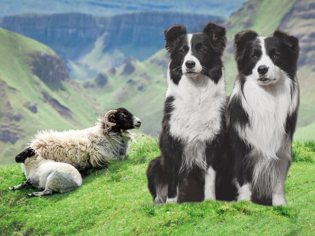 Collies & Black Faced Sheep 3D Wall Art