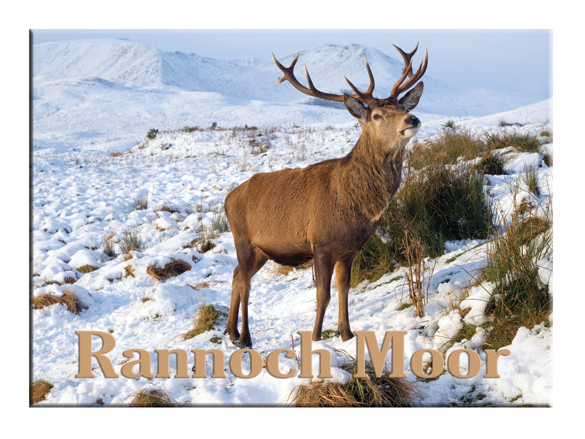 Stag In Snow on Rannoch Moor Magnet