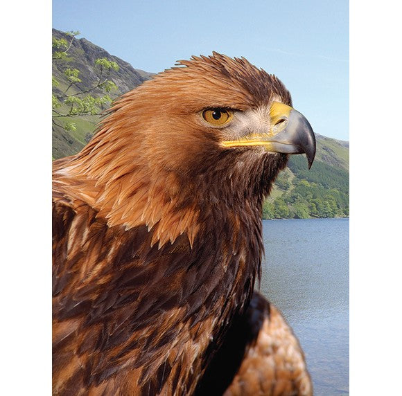 Golden Eagle 3D Wall Art