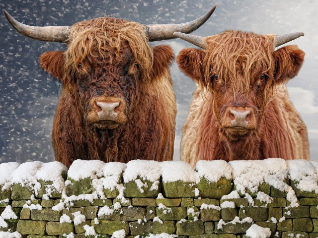 Couple of Highland Cows & Wall 3D Wall Art