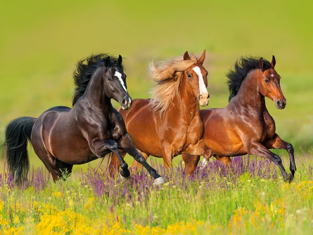 Charging Horses 3D Wall Art