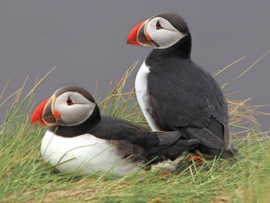 Pair of puffins 3D Wall Art