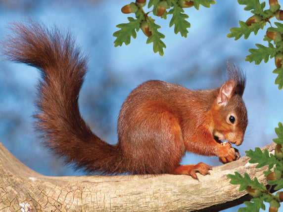 Red Squirrel 3D Wall Art