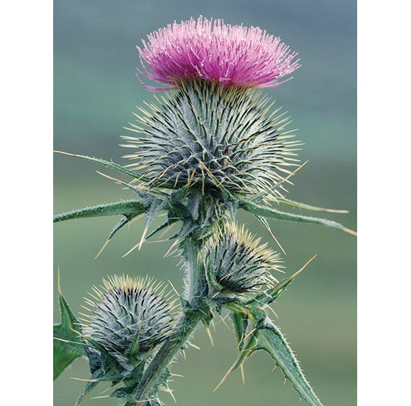 Spear Thistle 3D Wall Art