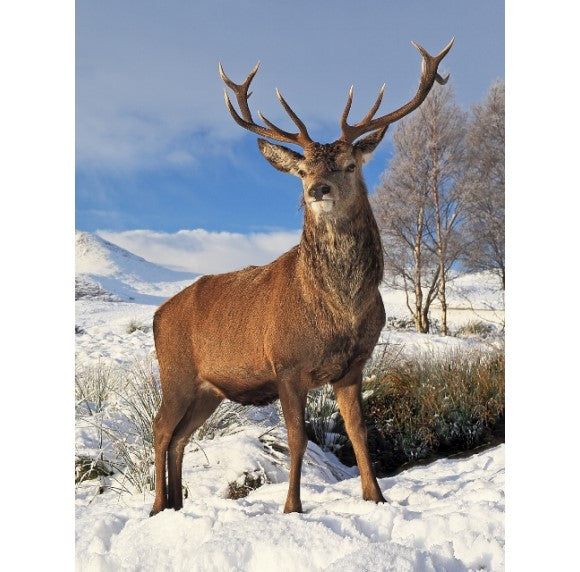 Stag in Snow 3D Wall Art