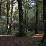 Doric Oud Eau De Parfum 50ml